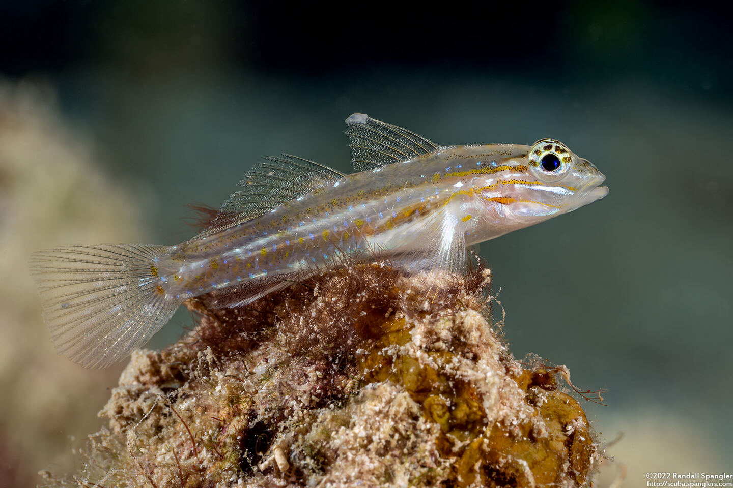 Coryphopterus venezuelae (Sand-Canyon Goby)