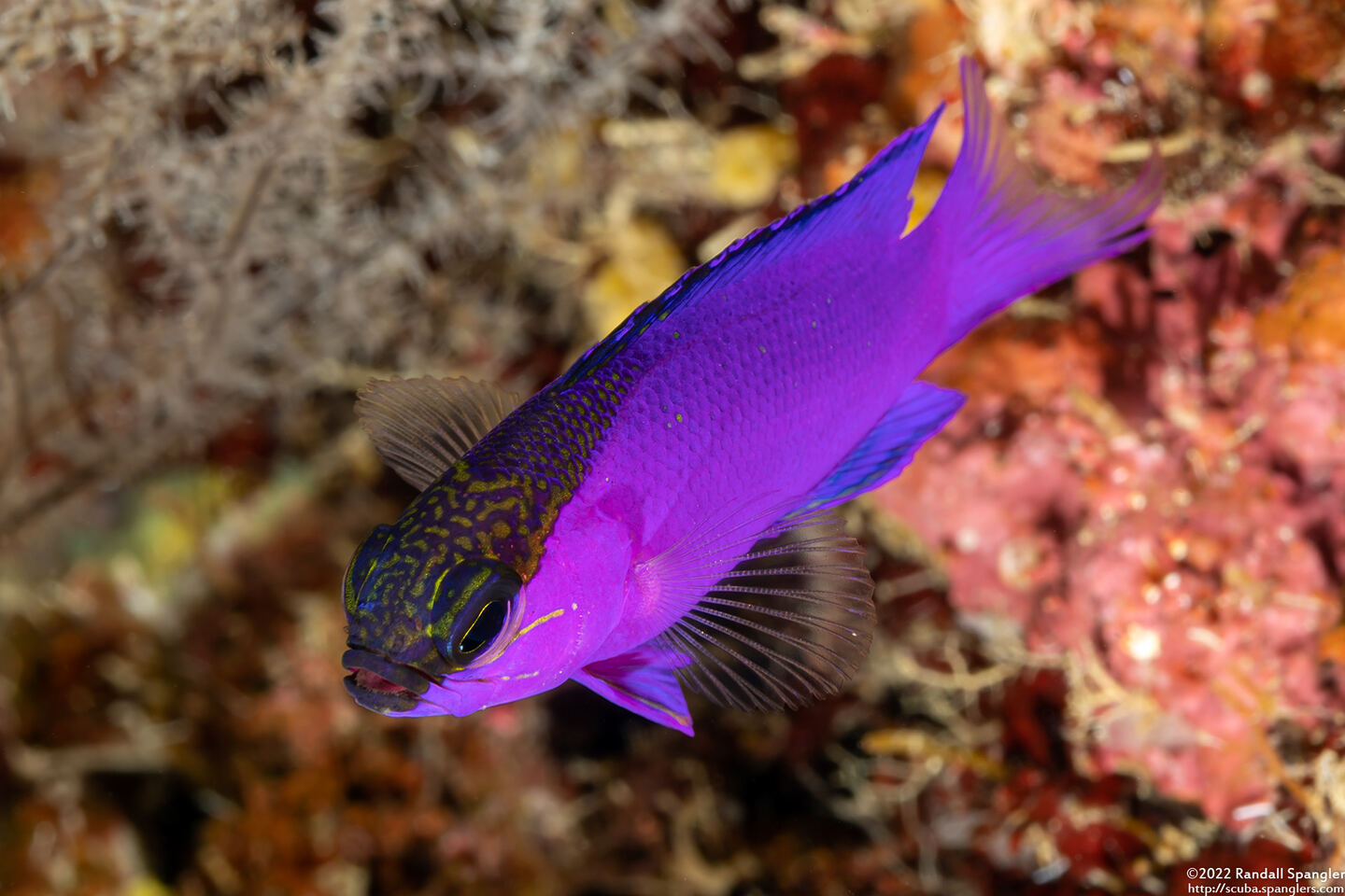 Gramma melacara (Blackcap Basslet)