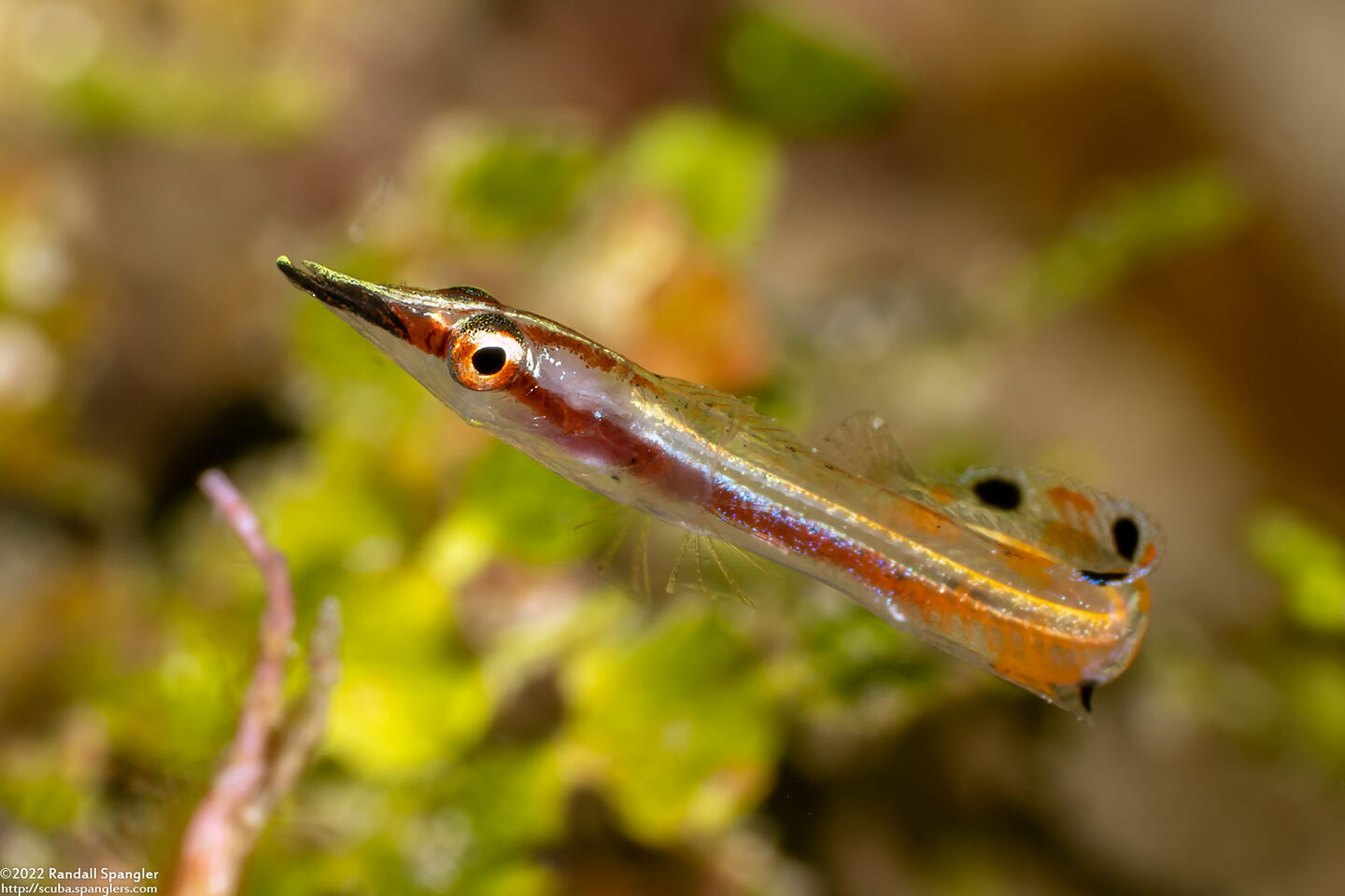 Lucayablennius zingaro (Arrow Blenny)
