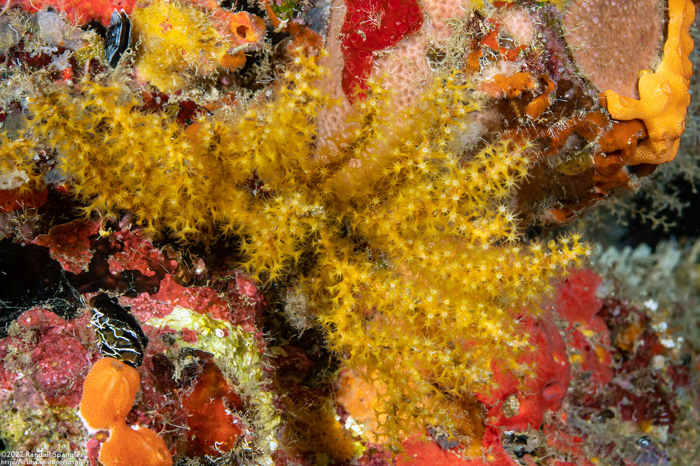 Heterogorgia uatumani (Golden Sea Spray)