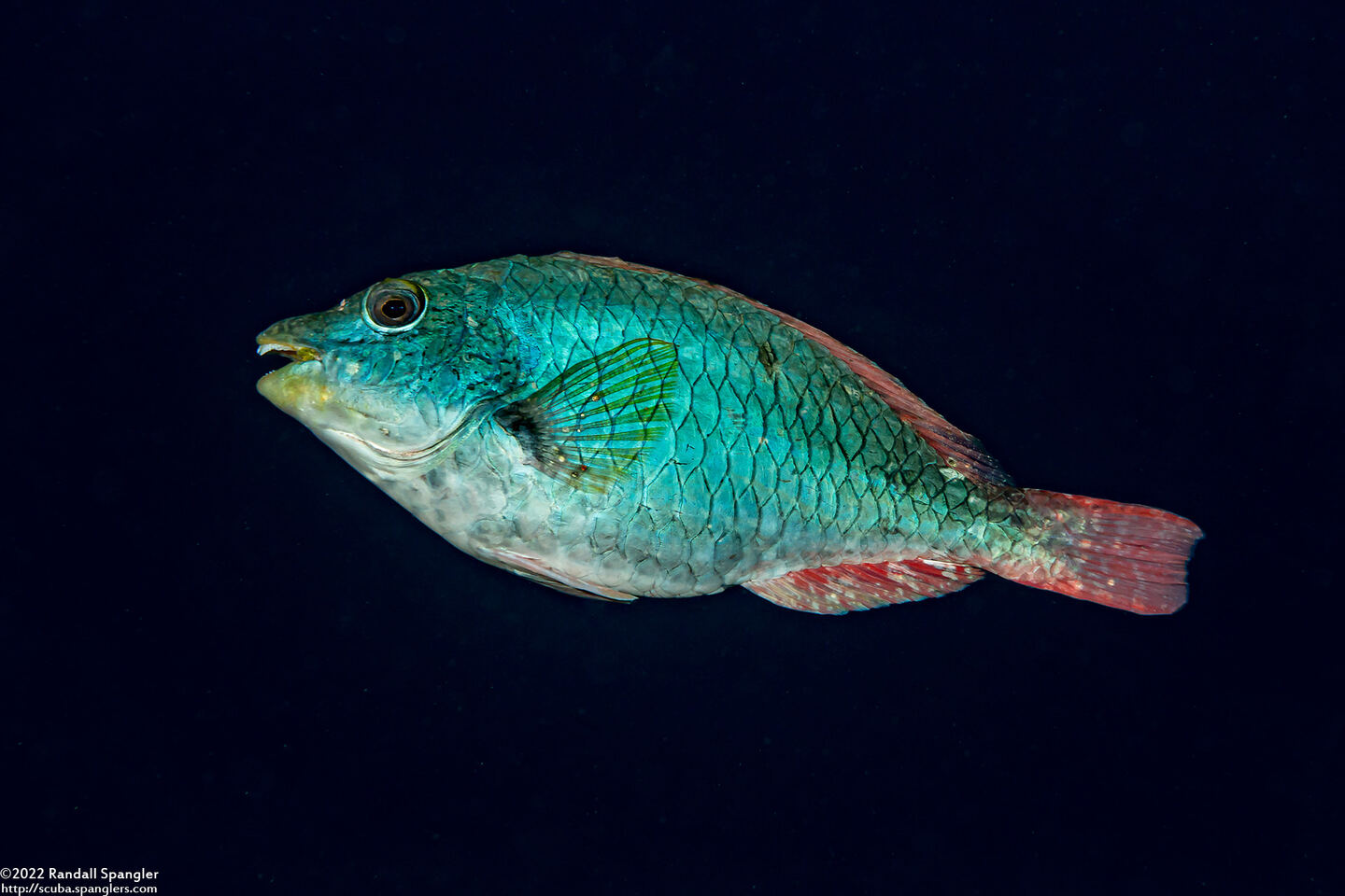 Sparisoma aurofrenatum (Redband Parrotfish)