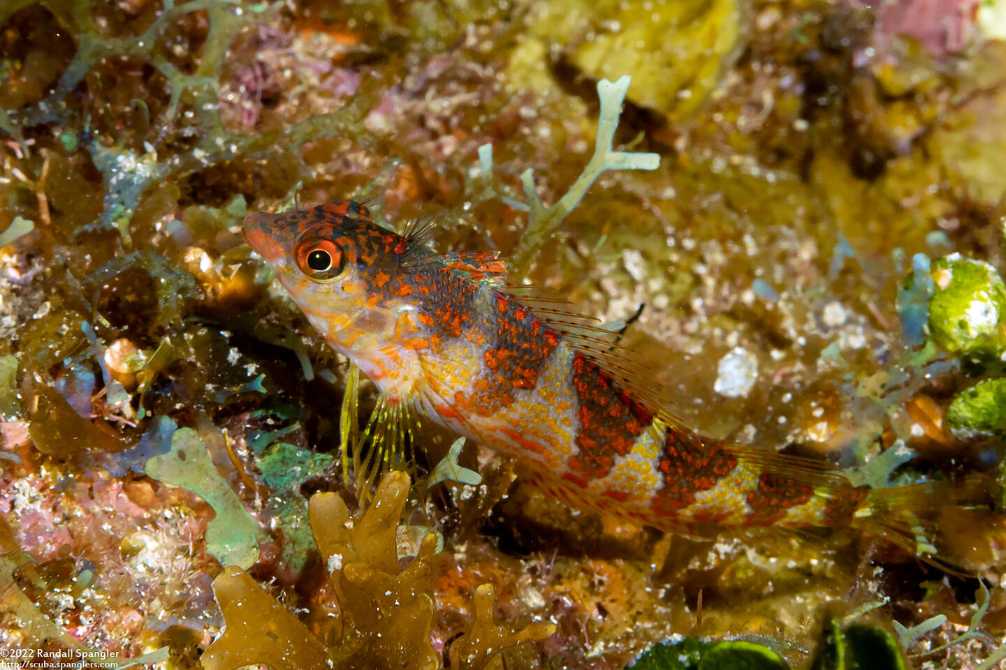 Malacoctenus triangulatus (Saddled Blenny)