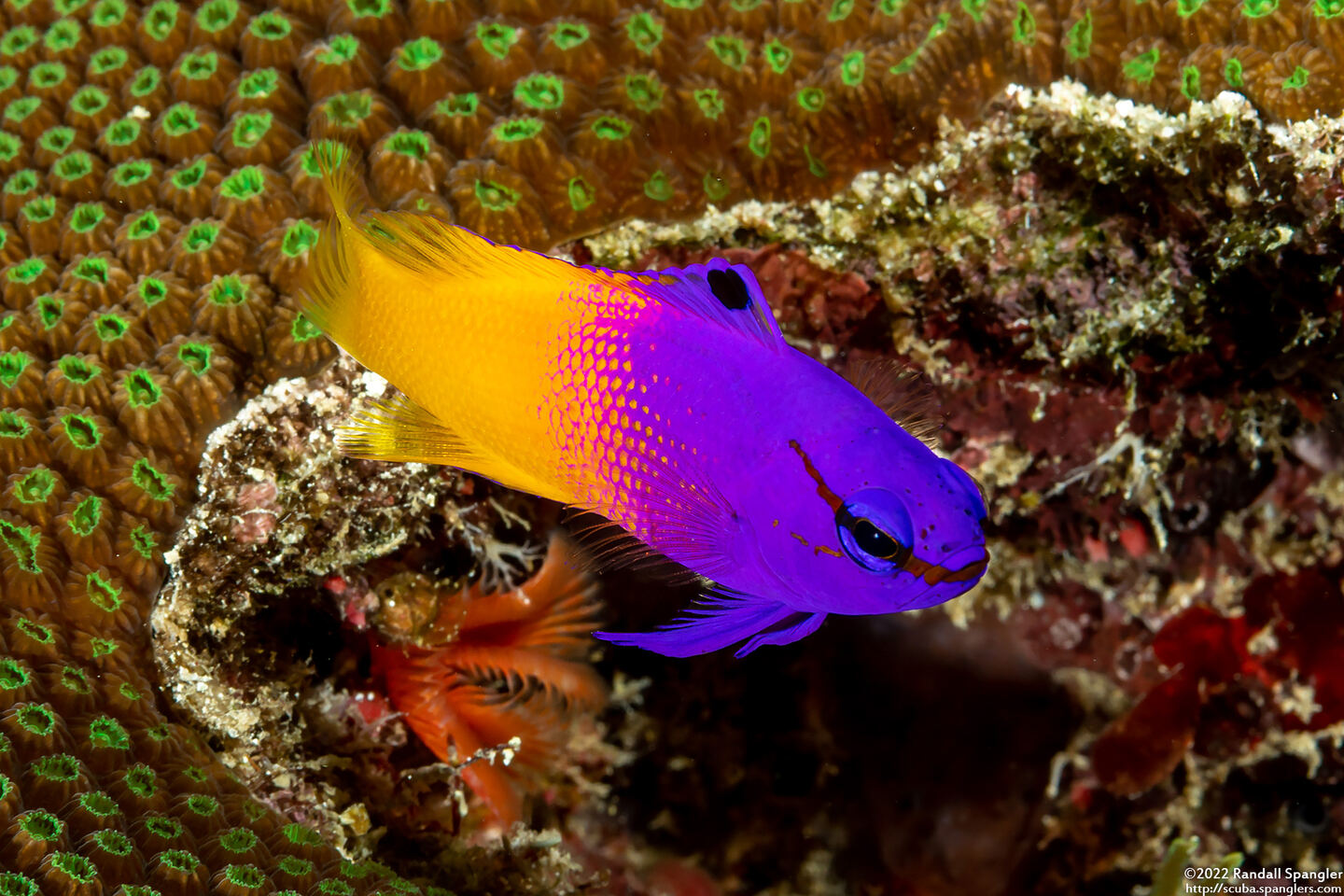 Gramma loreto (Fairy Basslet)