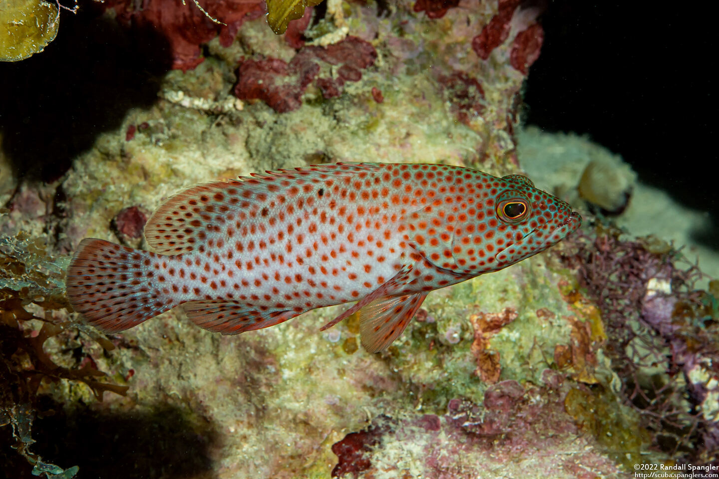 Cephalopholis cruentata (Graysby)