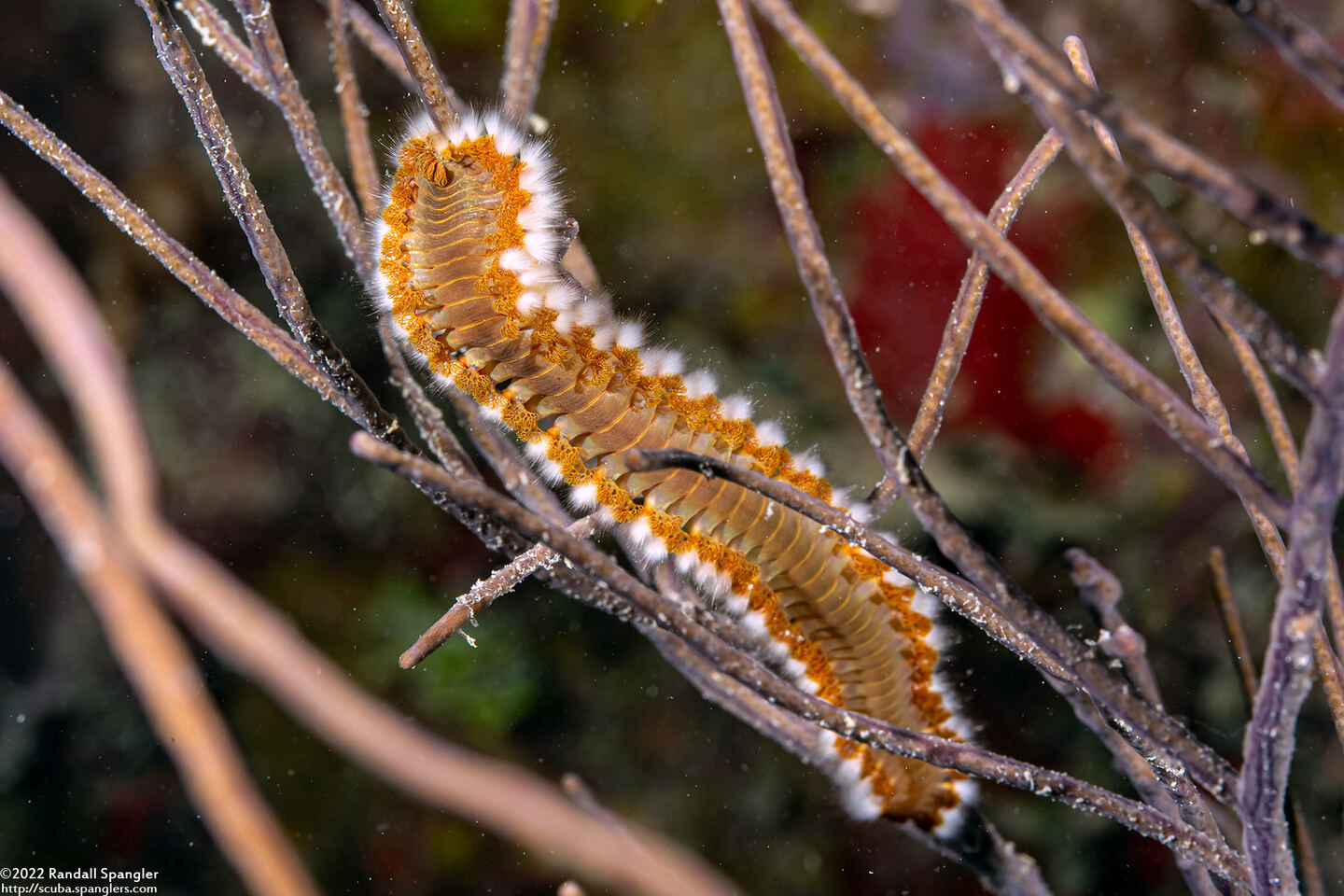 Hermodice carunculata (Bearded Fireworm)