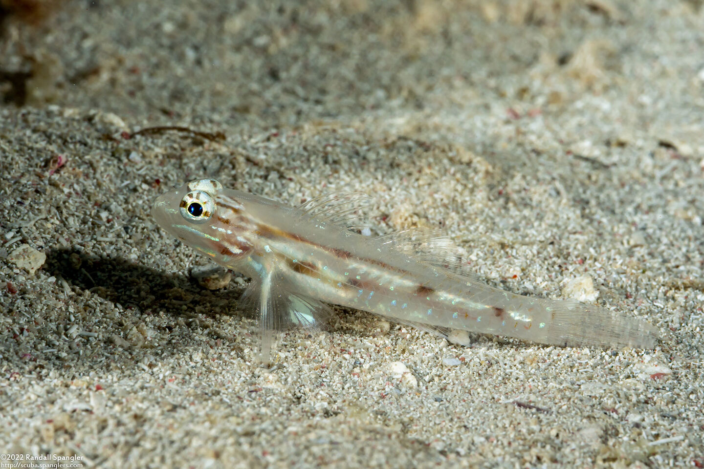 Coryphopterus tortugae (Patch-Reef Goby)