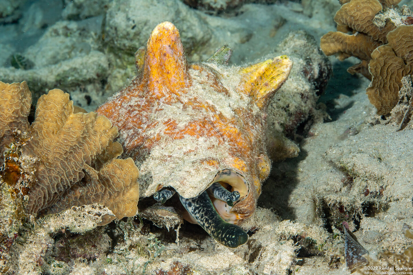 Aliger gigas (Queen Conch)