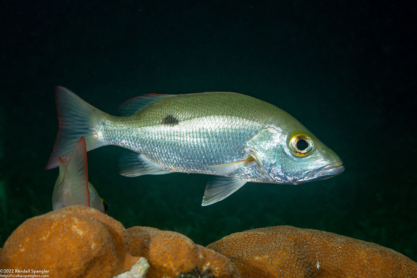 Lutjanus mahogoni (Mahogany Snapper)