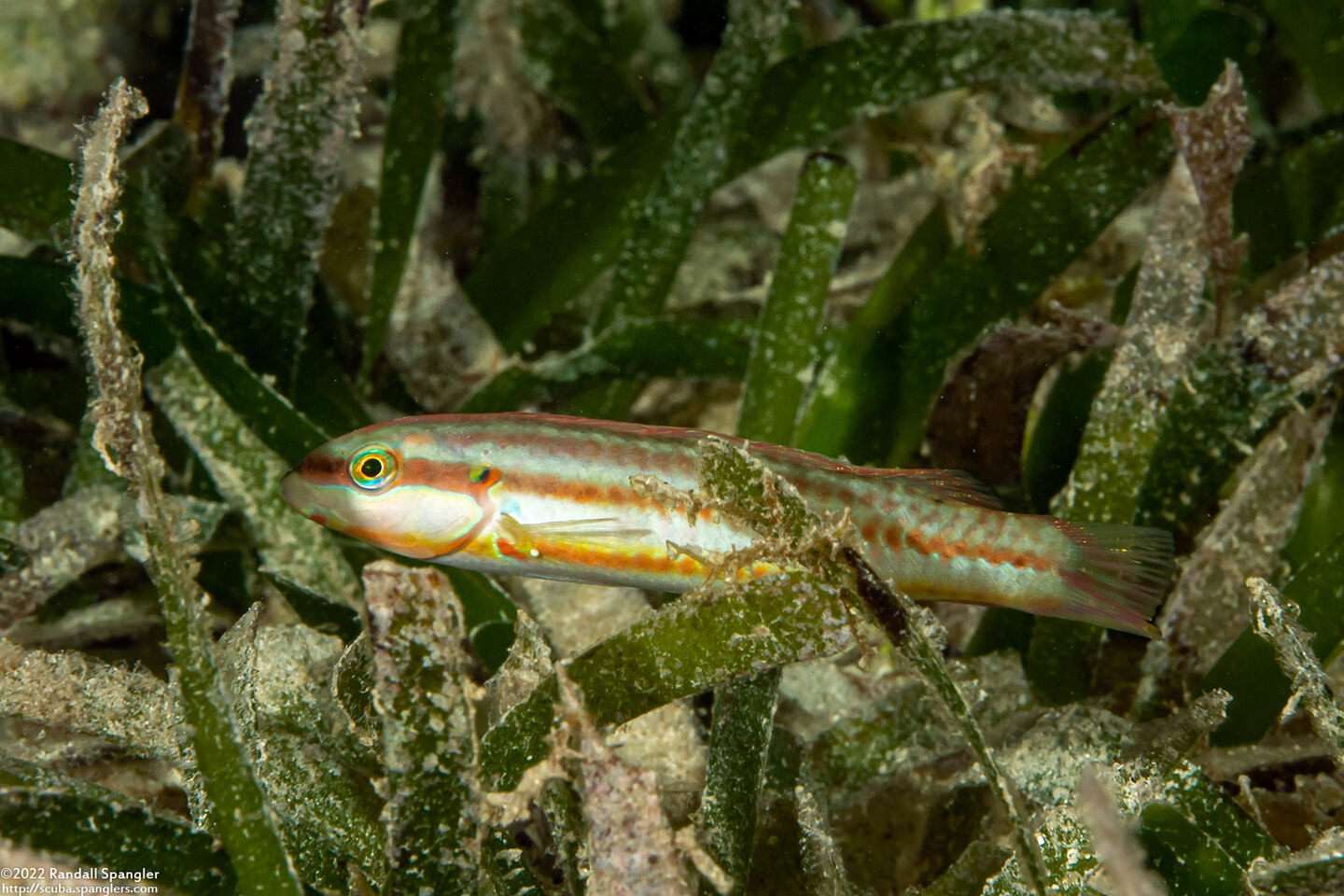 Halichoeres bivittatus (Slippery Dick)