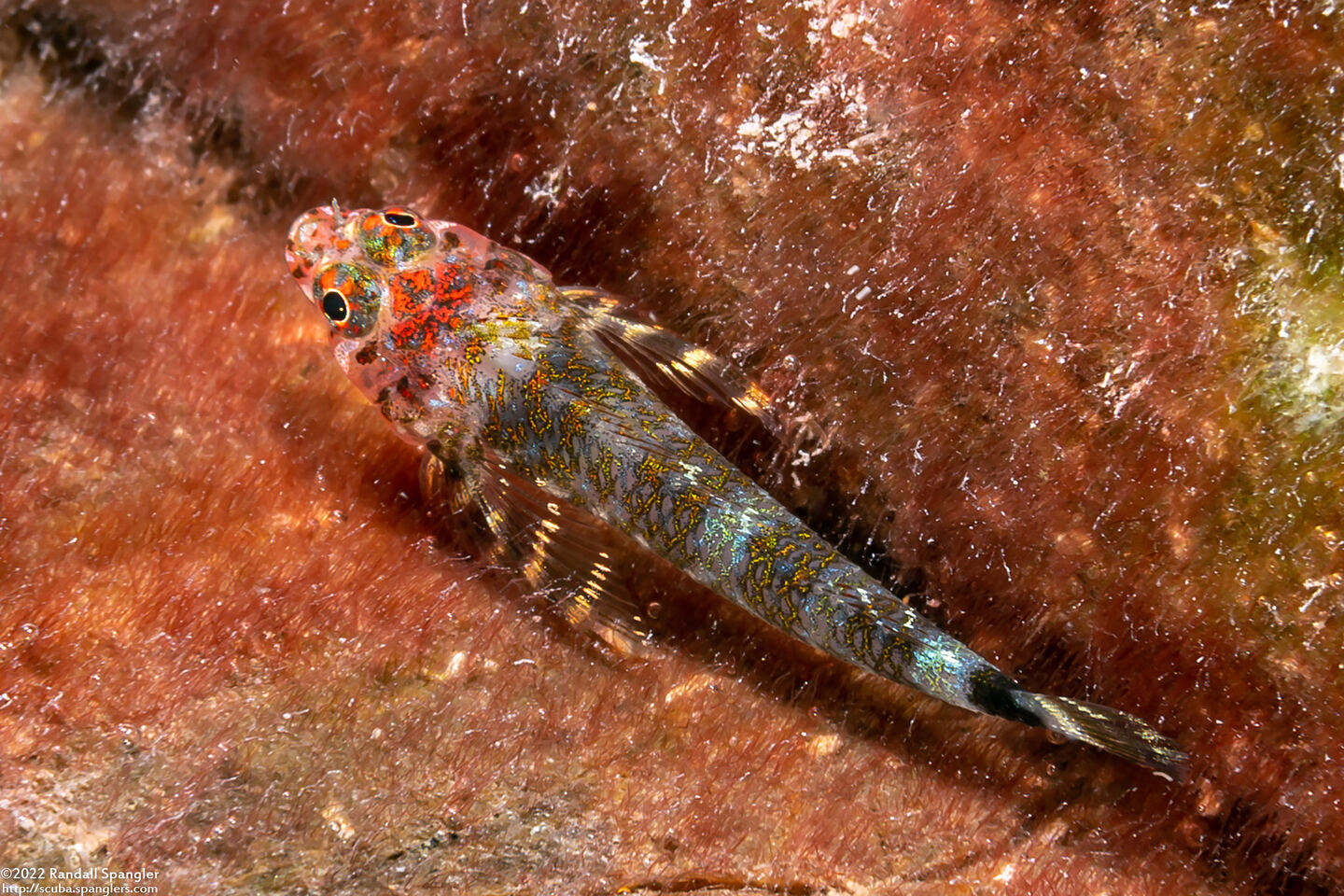 Enneanectes boehlkei (Roughhead Triplefin)