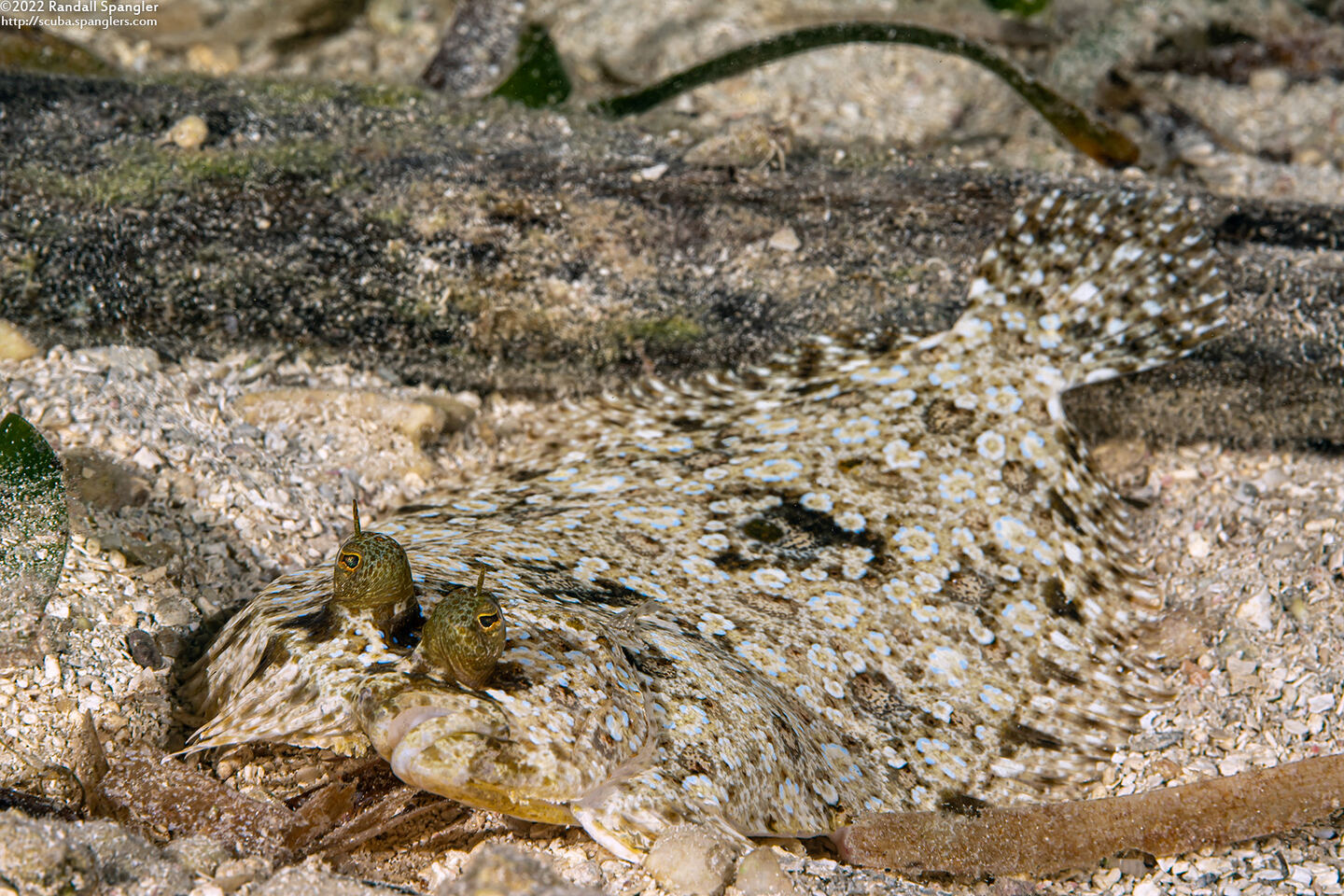 Bothus lunatus (Peacock Flounder)