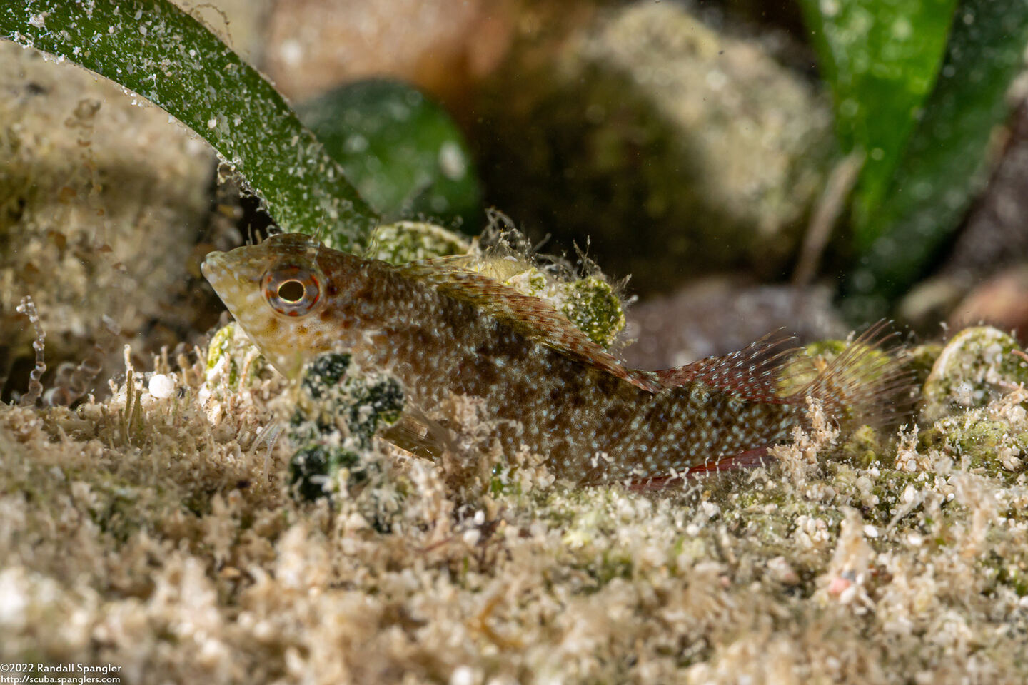 Malacoctenus macropus (Rosy Blenny)