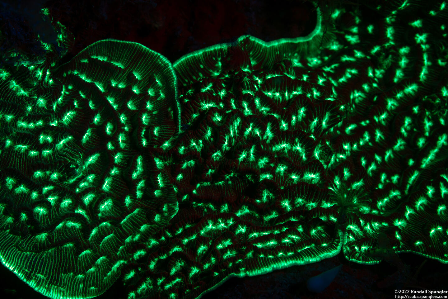 Helioseris cucullata (Sunray Lettuce Coral)