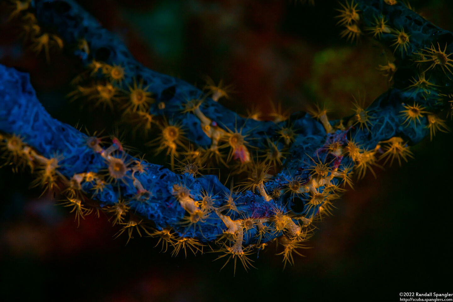 Parazoanthus swiftii (Golden Zoanthid)