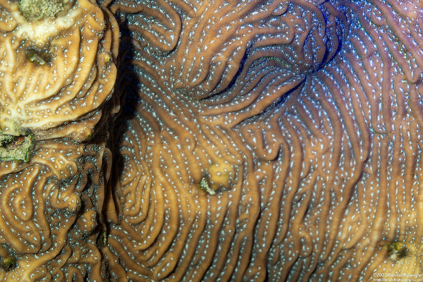 Agaricia agaricites (Lettuce Coral)