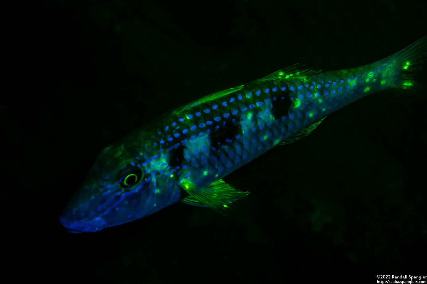 Pseudupeneus maculatus (Spotted Goatfish)