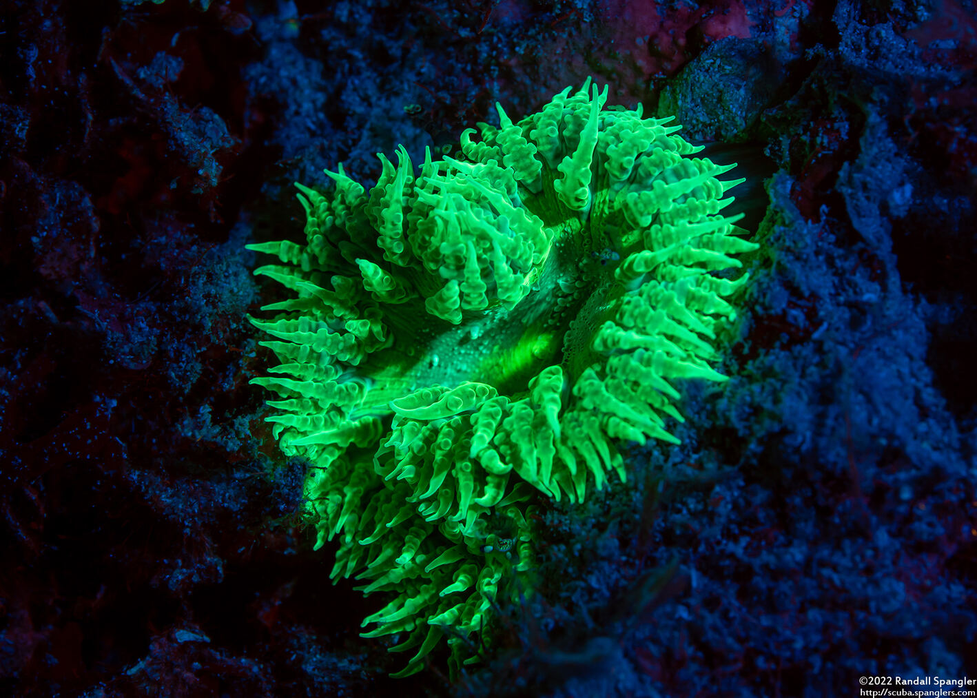 Phymanthus crucifer (Beaded Anemone)