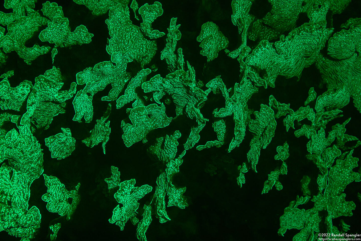 Agaricia tenuifolia (Thin Leaf Lettuce Coral)