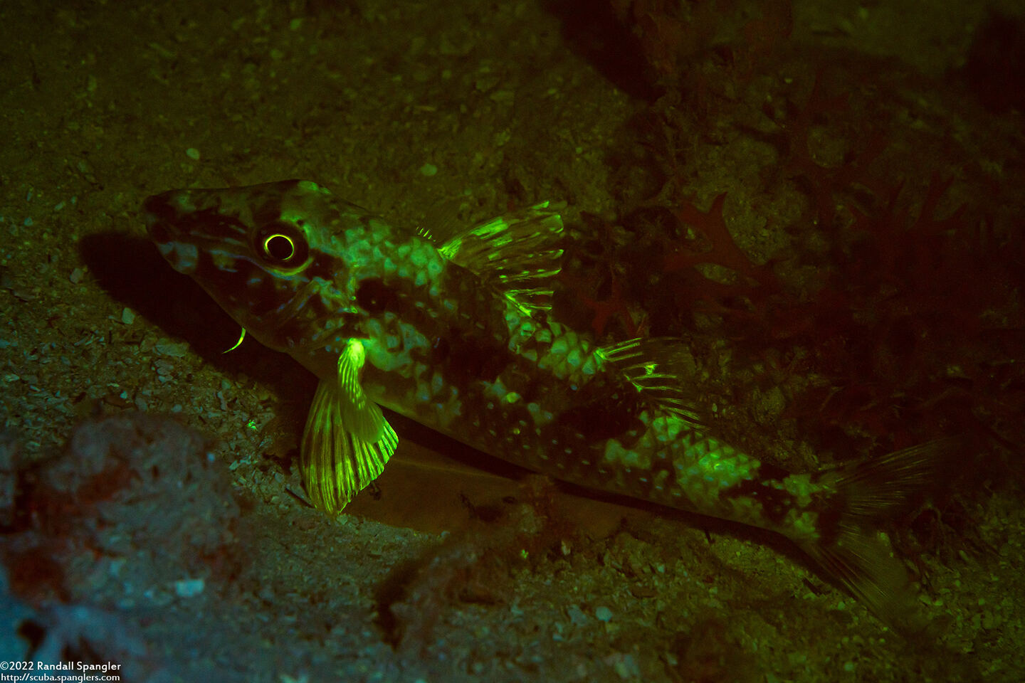 Pseudupeneus maculatus (Spotted Goatfish)