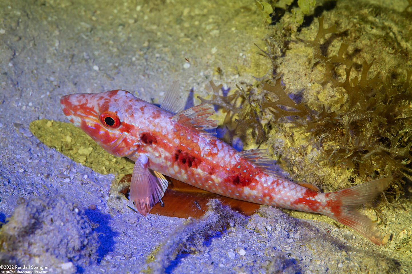 Pseudupeneus maculatus (Spotted Goatfish)