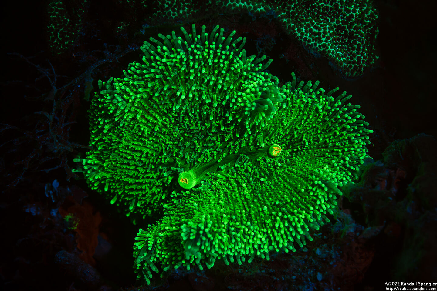 Ricordea florida (Florida Corallimorph)