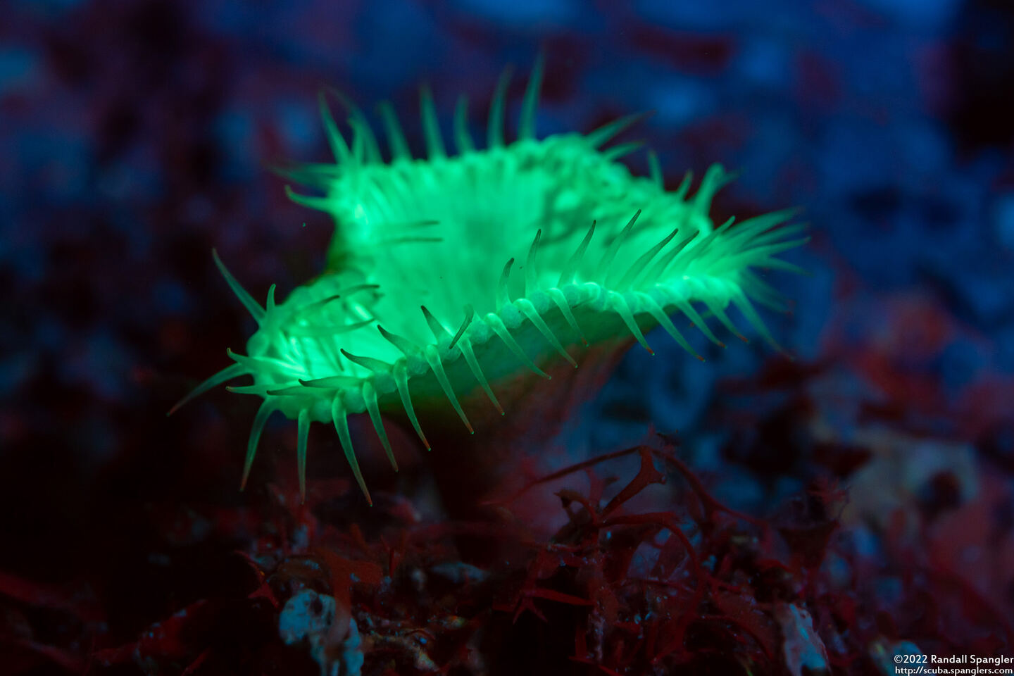Palythoa grandis (Sun Zoanthid)