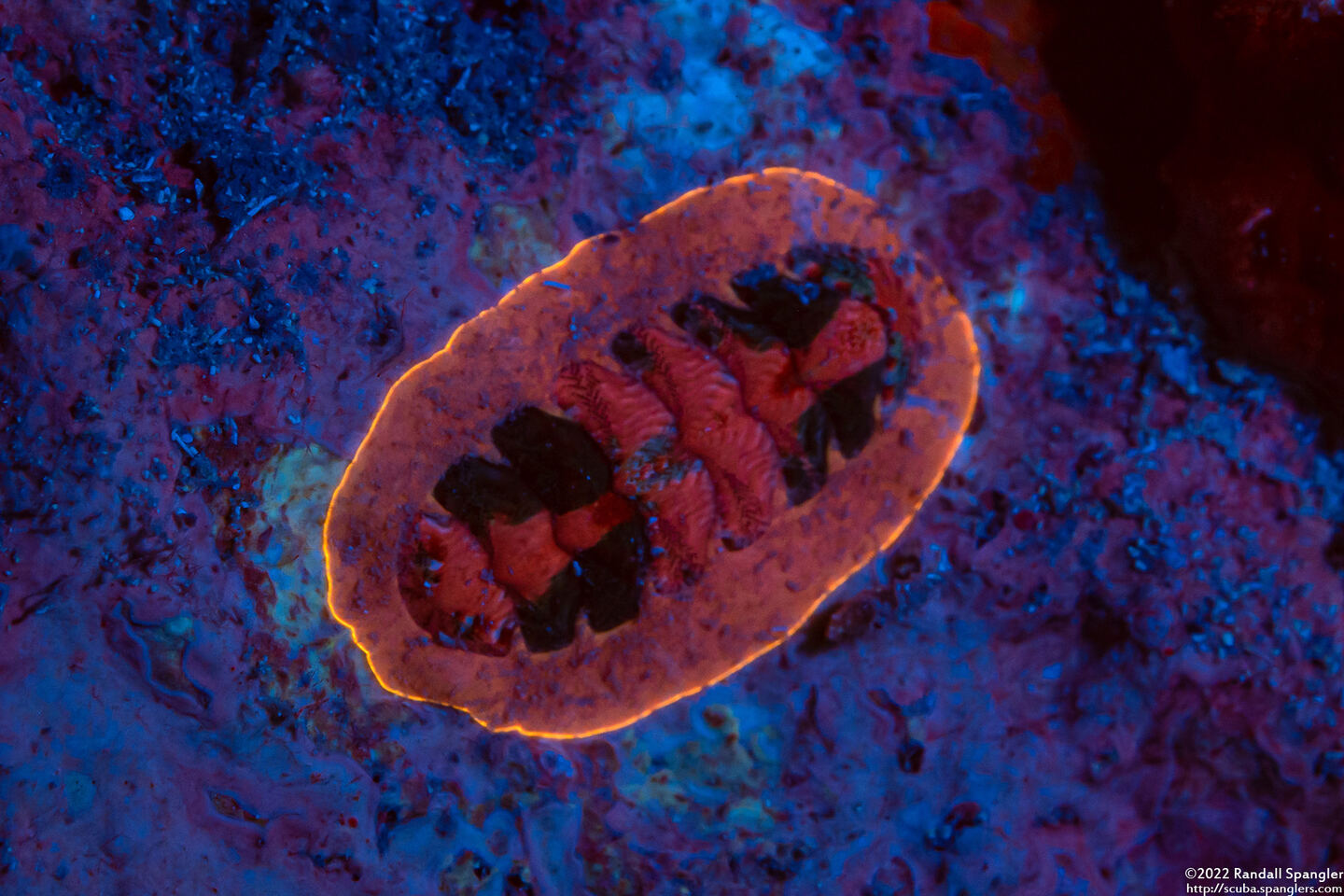 Lepidochitona liozonis (Caribbean Reef Chiton)