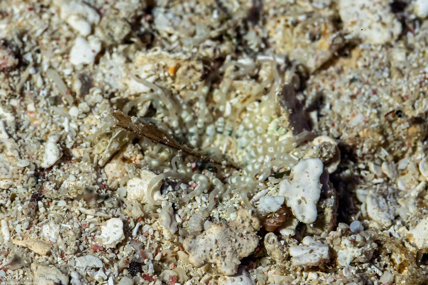 Bunodosoma granuliferum (Warty Anemone)