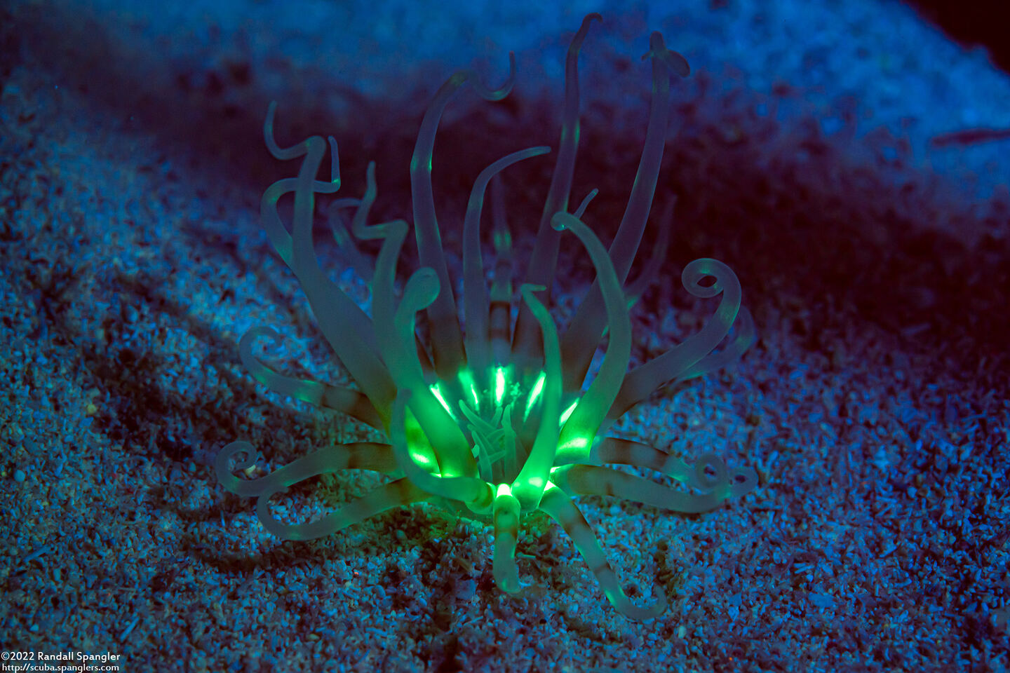 Isarachnanthus nocturnus (Banded Tube-Dwelling Anemone)