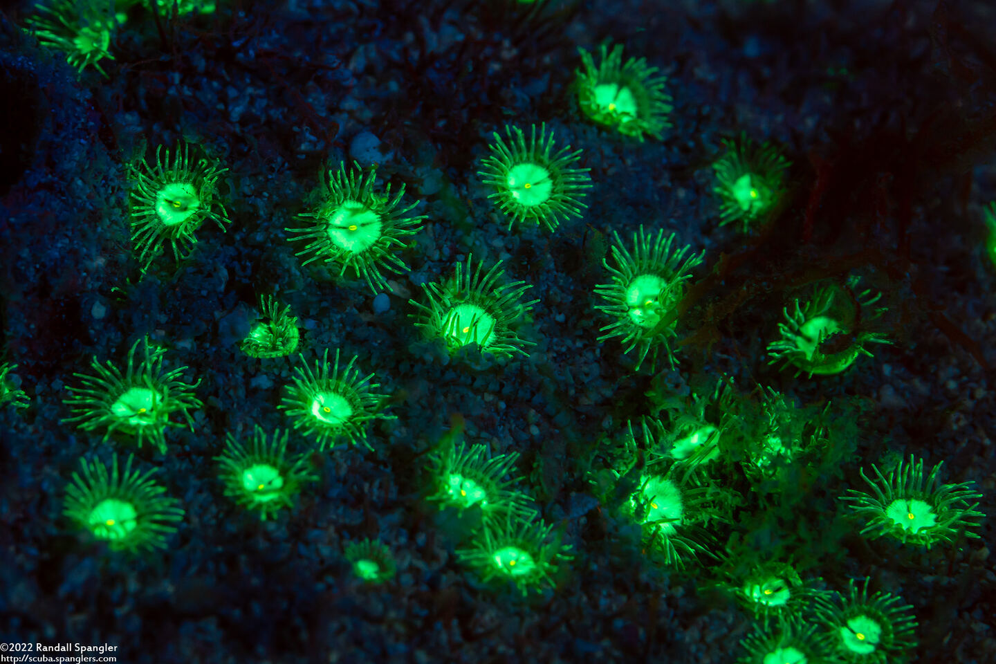 Zoanthus pulchellus (Mat Zoanthid)
