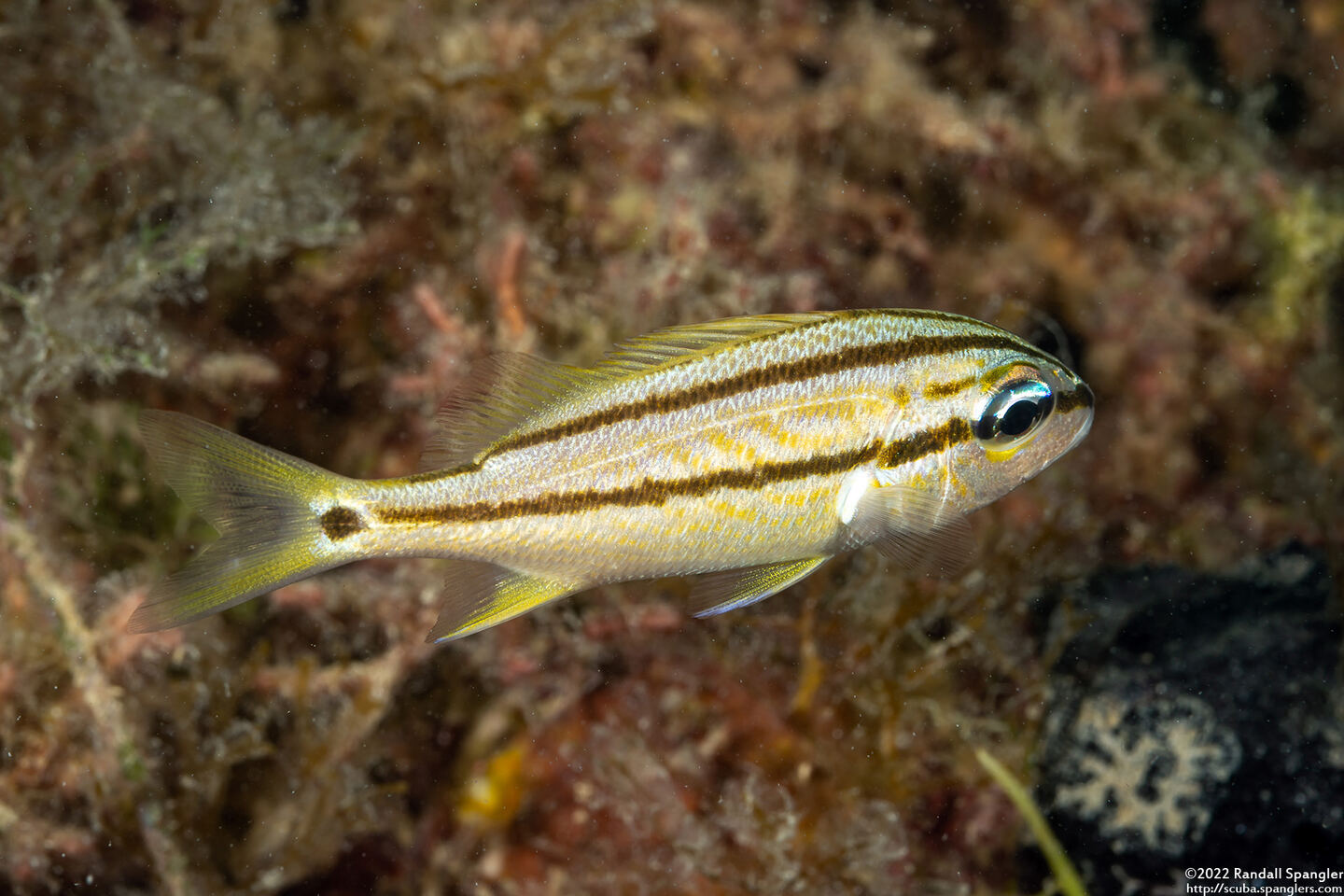 Haemulon flavolineatum (French Grunt)