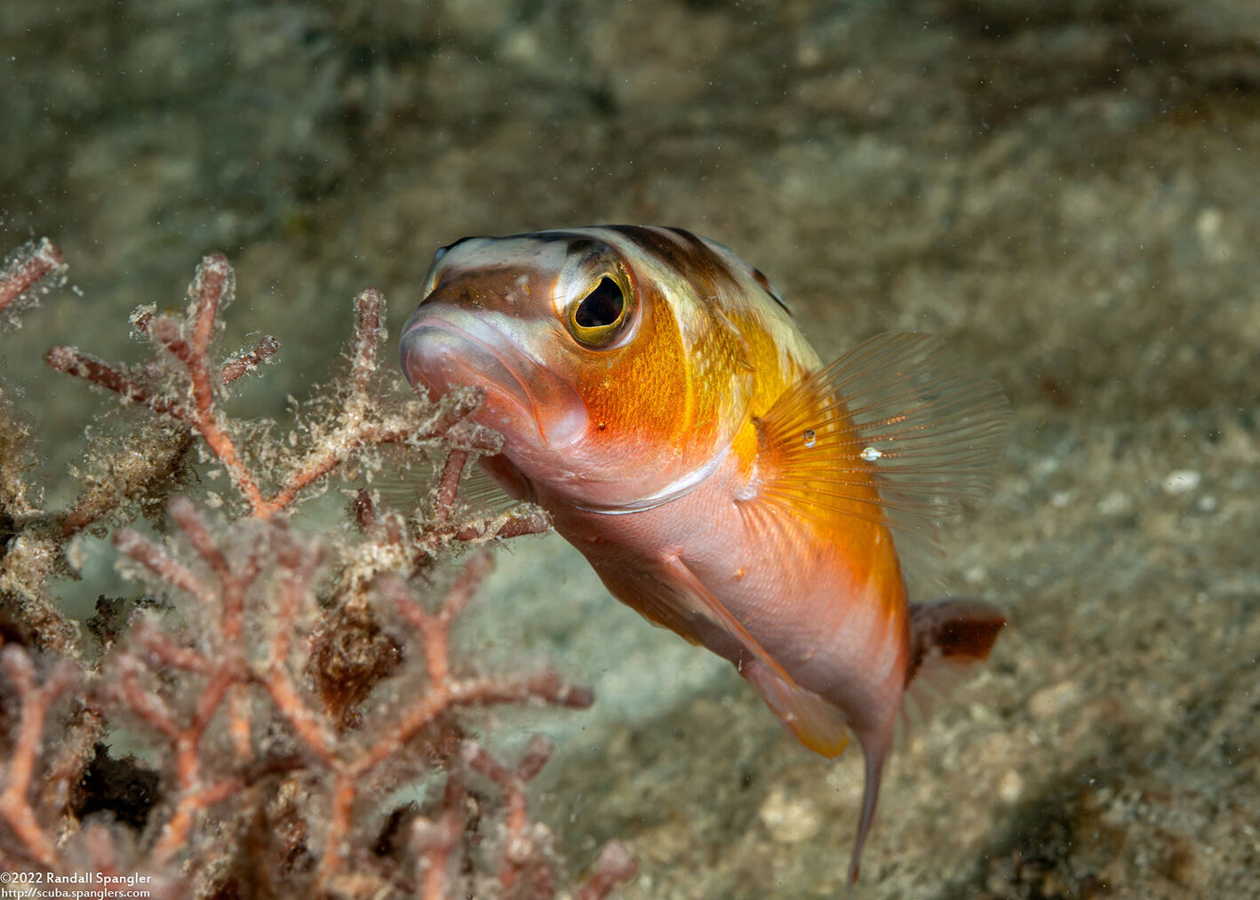 Serranus tabacarius (Tobaccofish)