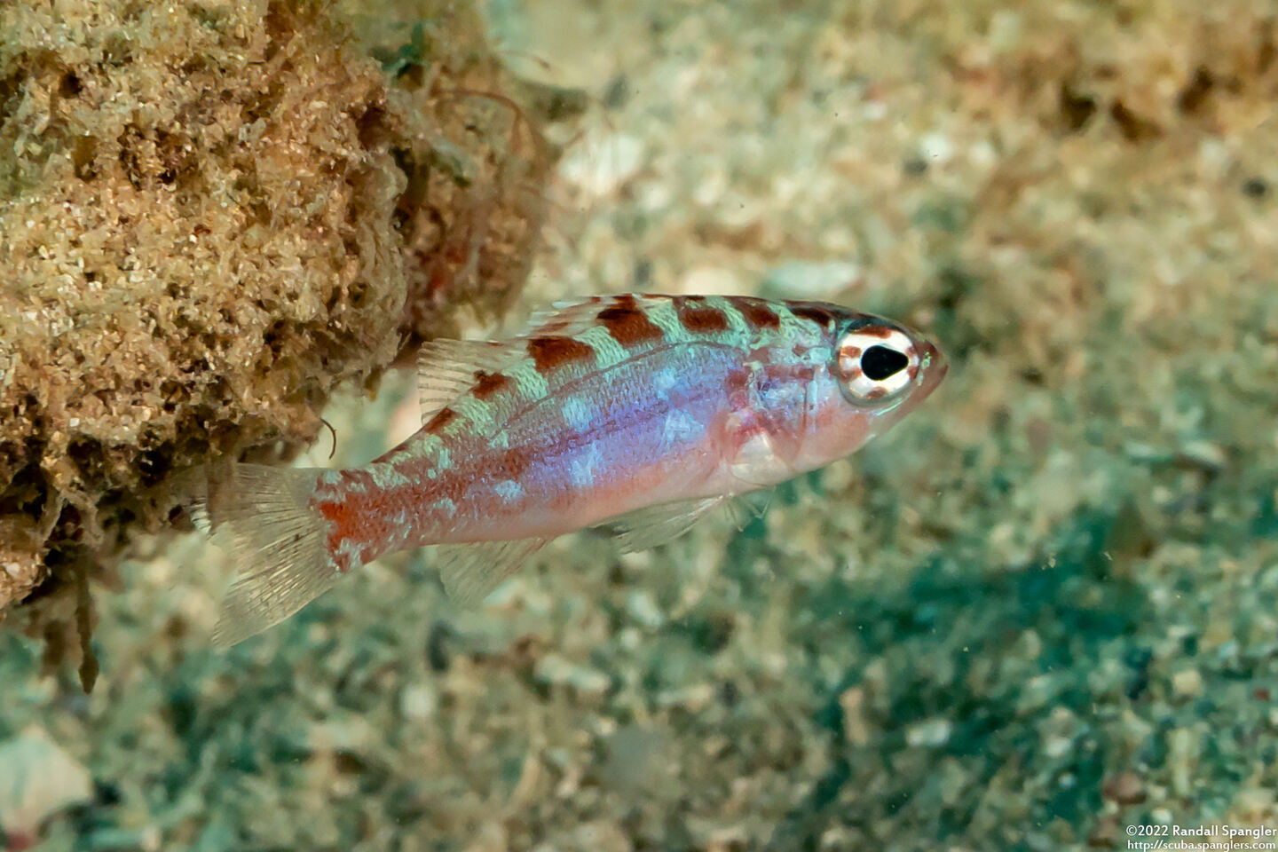 Serranus tortugarum (Chalk Bass)