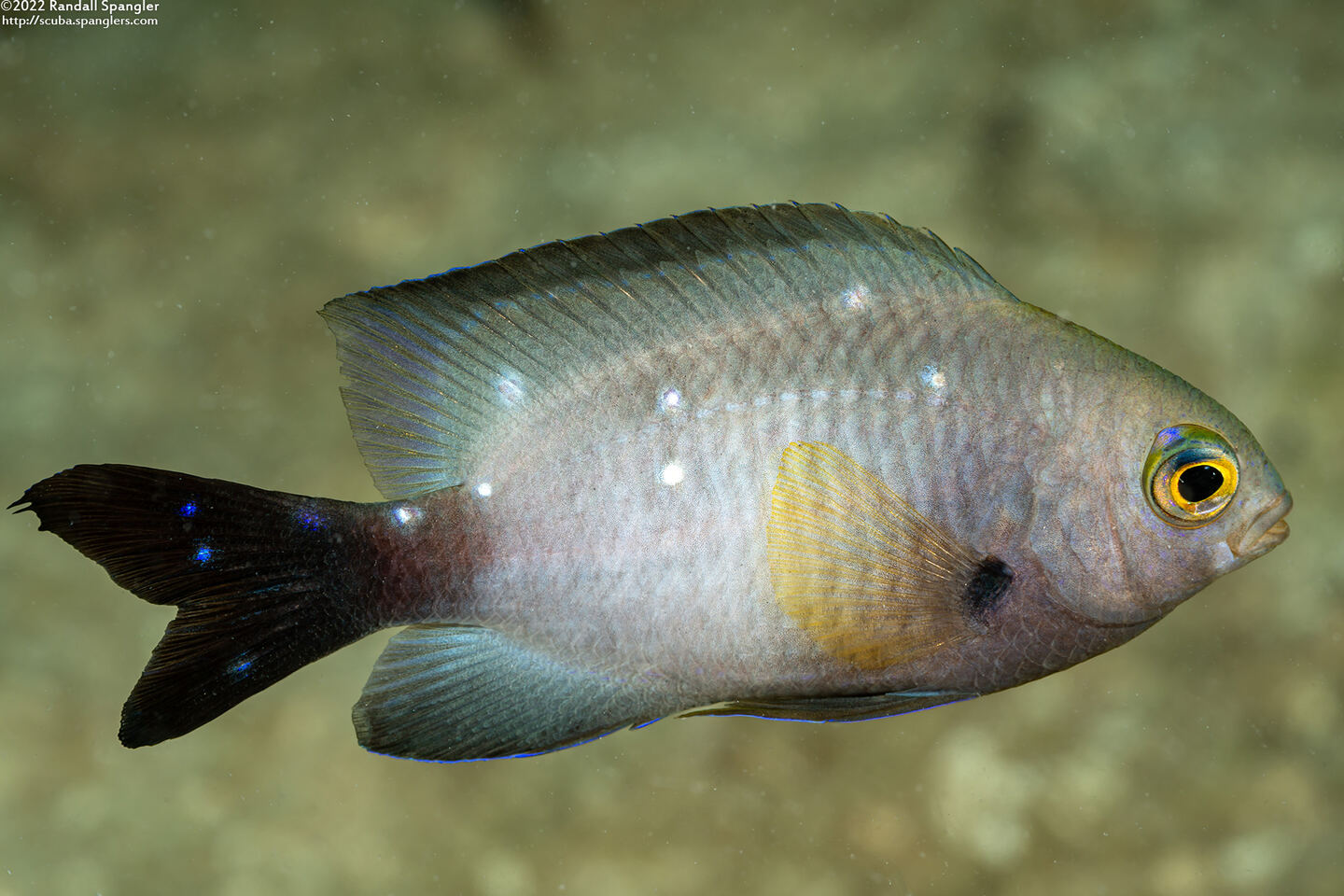 Microspathodon chrysurus (Yellowtail Damselfish); Alternate coloration without yellow tail