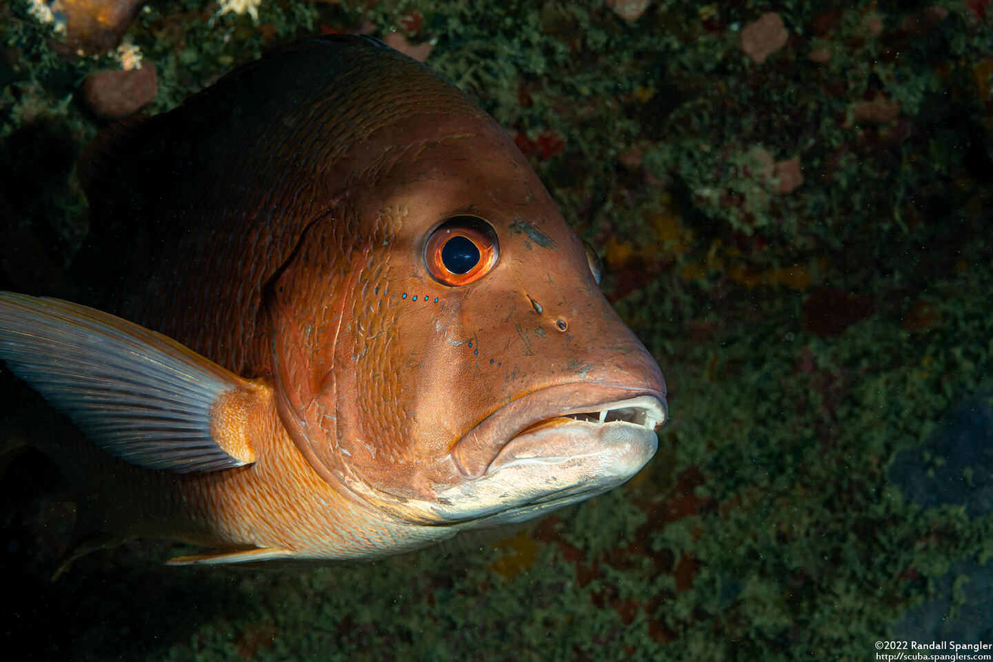 Lutjanus jocu (Dog Snapper)