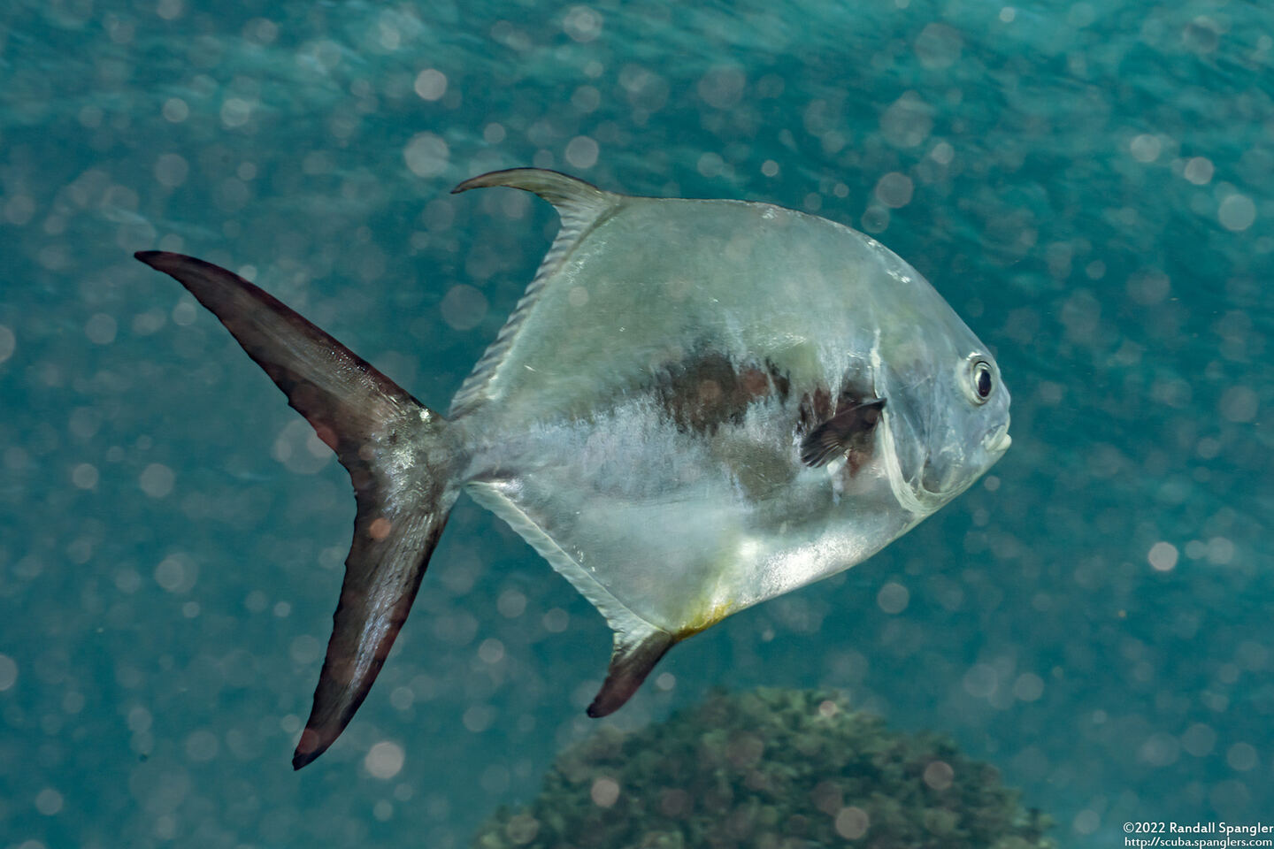 Trachinotus falcatus (Permit)