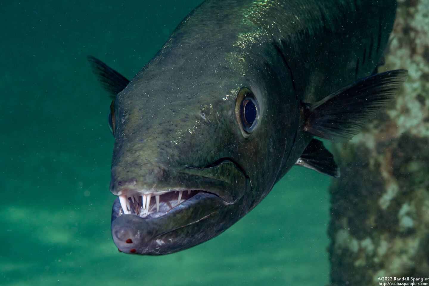 Sphyraena barracuda (Great Barracuda)