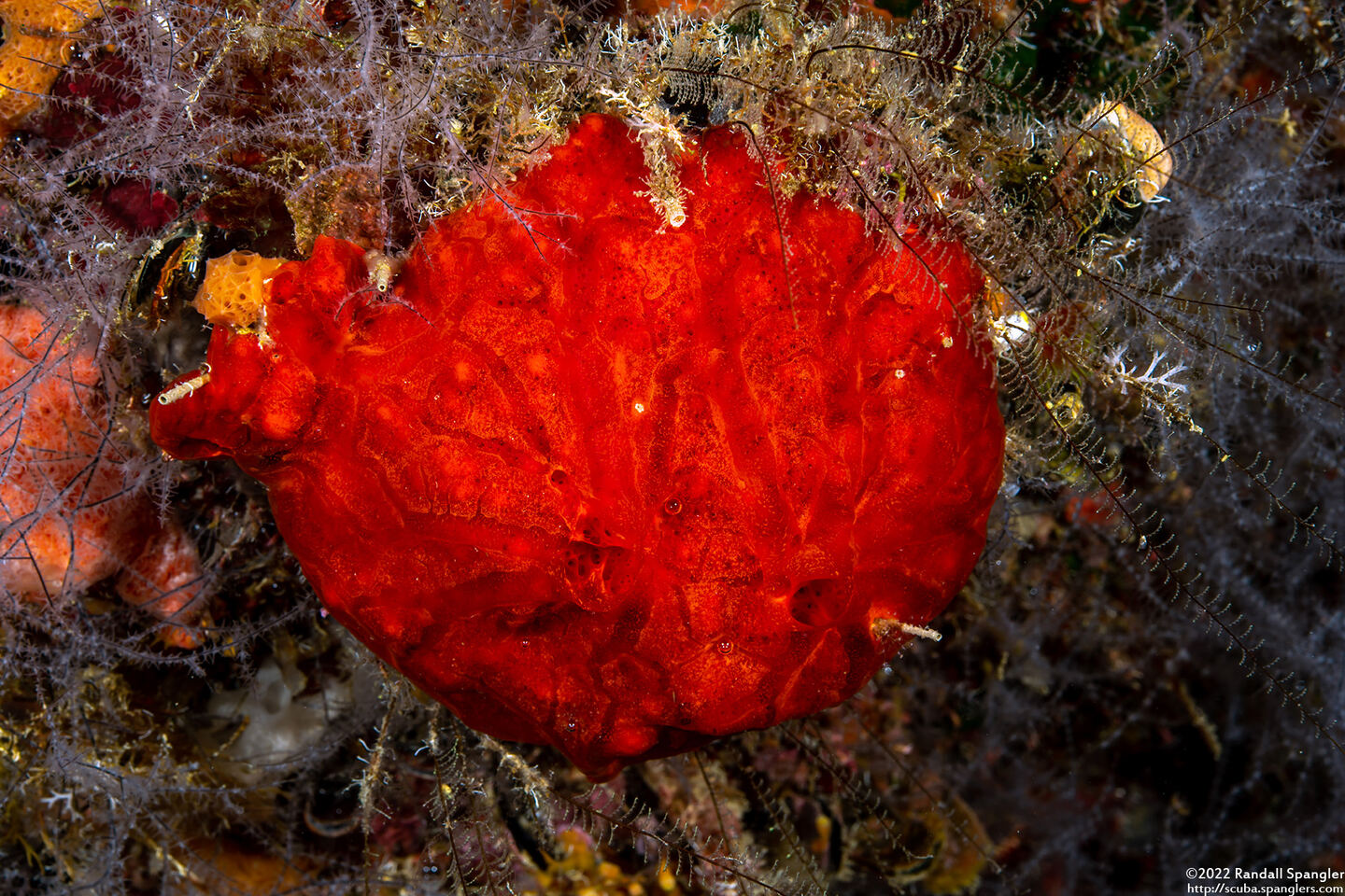 Monanchora arbuscula (Red Encrusting Sponge)