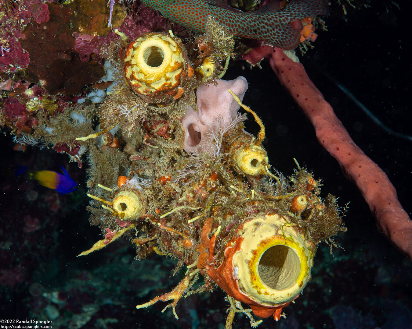 Aplysina insularis (Branchlet Sponge)