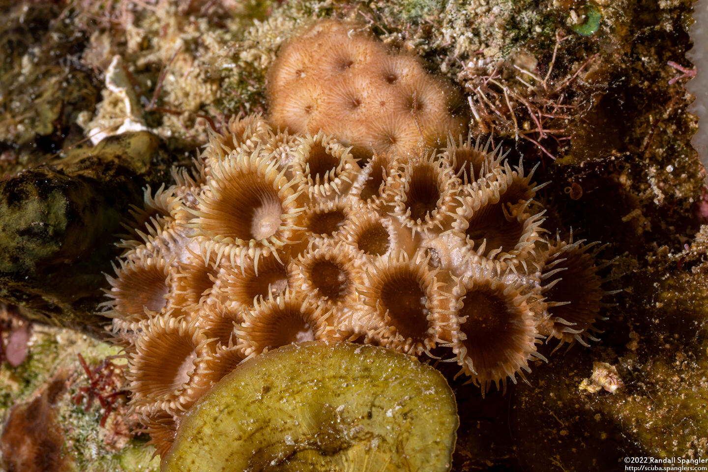 Palythoa caribaeorum (Encrusting Zoanthid)