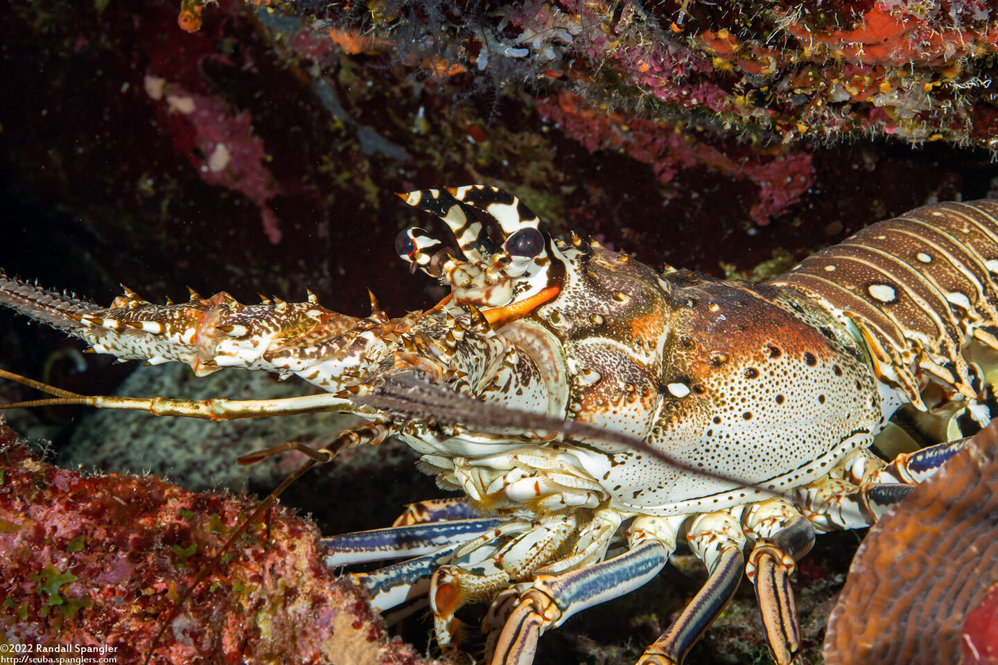Panulirus argus (Caribbean Spiny Lobster)