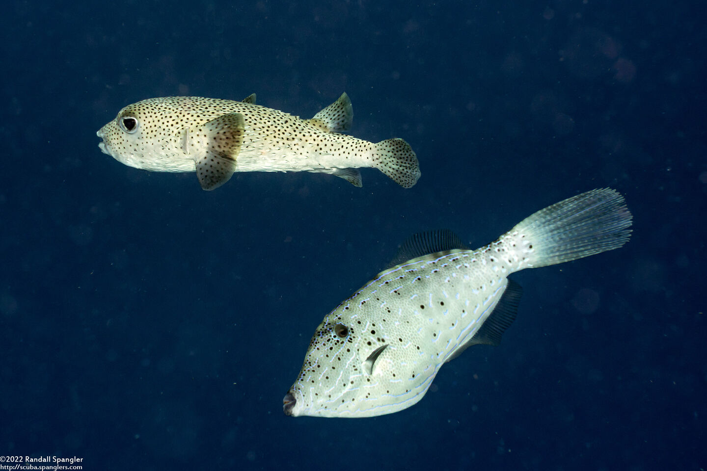 Aluterus scriptus (Scrawled Filefish)