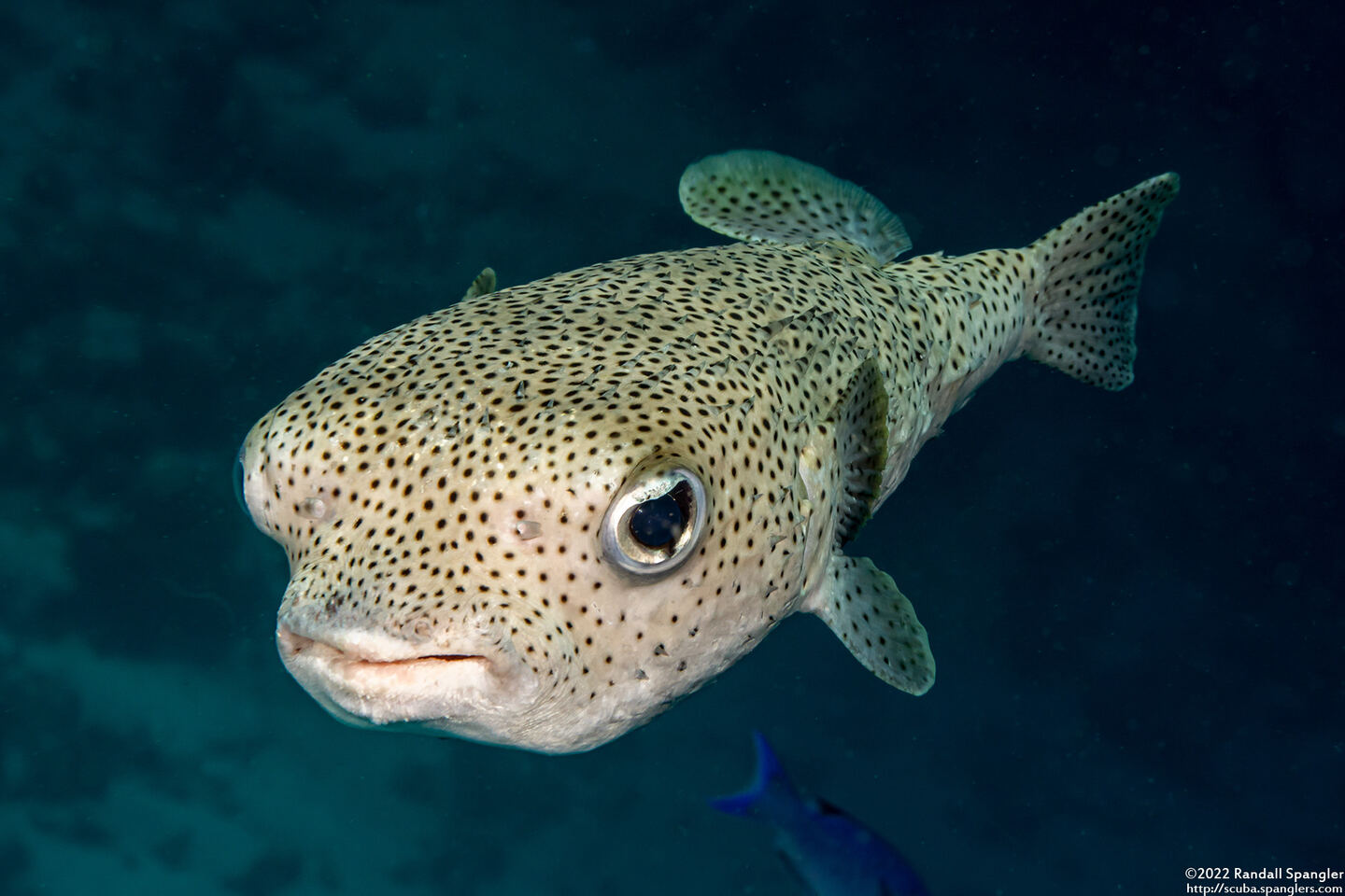 Diodon hystrix (Porcupinefish)