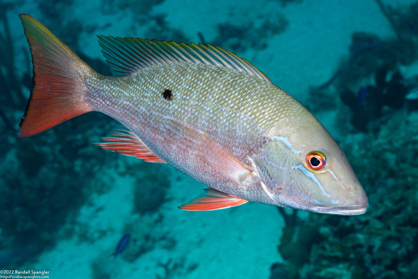 Lutjanus analis (Mutton Snapper)