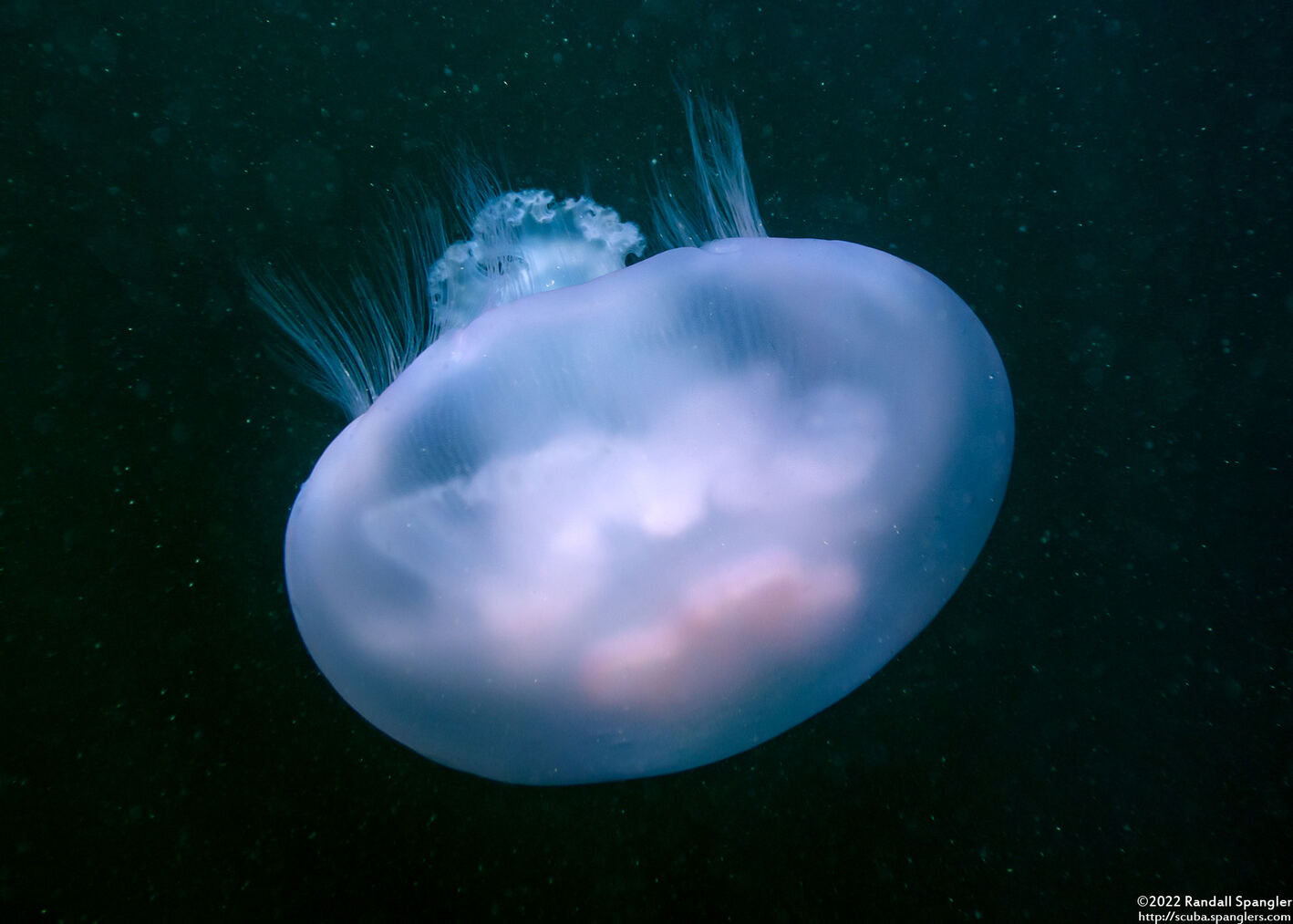 Aurelia aurita (Moon Jelly)