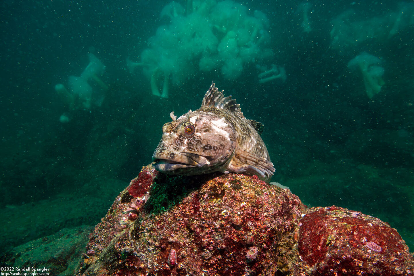 Scorpaenichthys marmoratus (Cabezon)