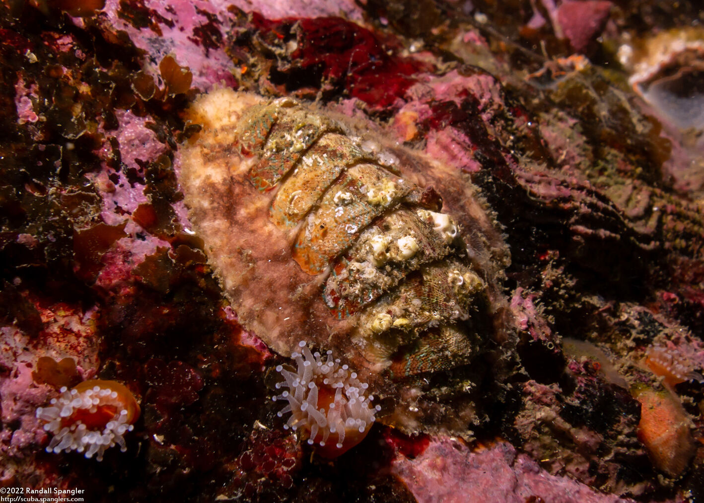 Mopalia ciliata (Hairy Chiton)
