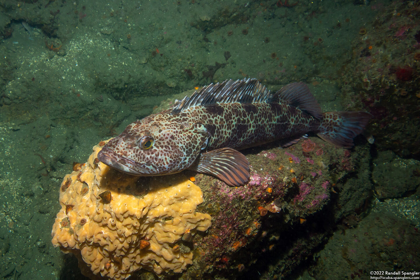 Ophiodon elongatus (Lingcod)