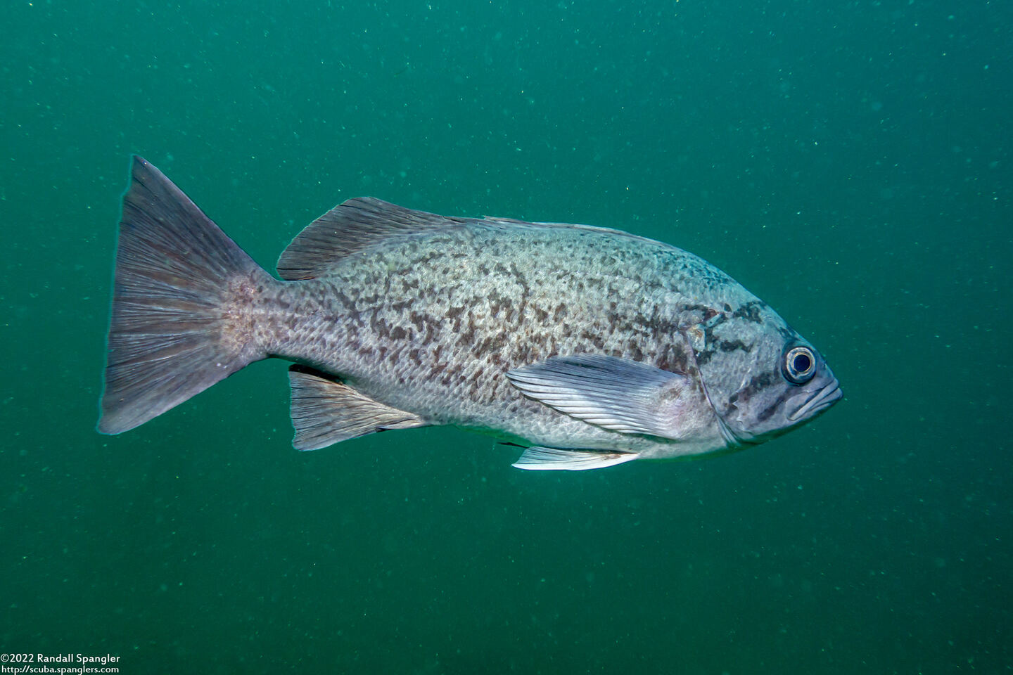 Sebastes mystinus (Blue Rockfish)
