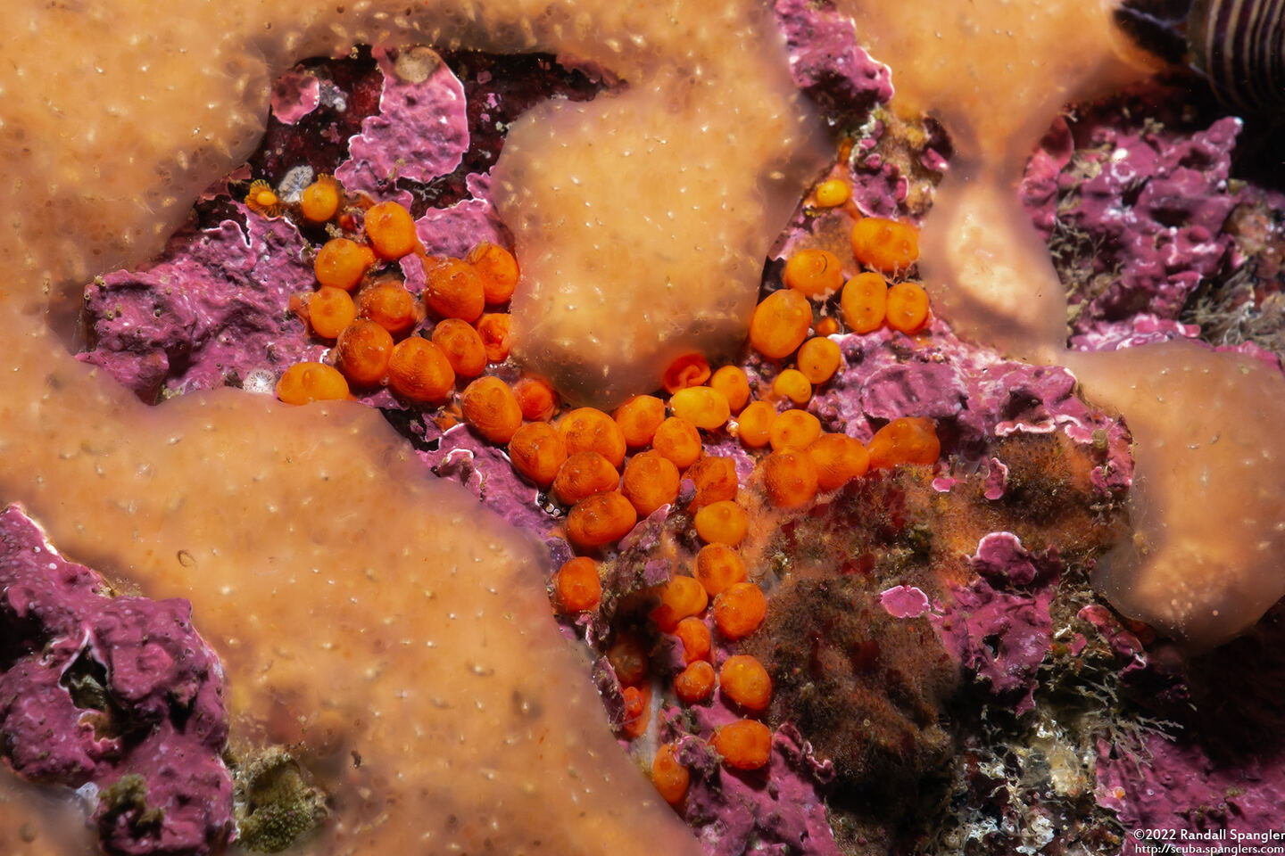 Metandrocarpa taylori (Metandrocarpa Taylori)